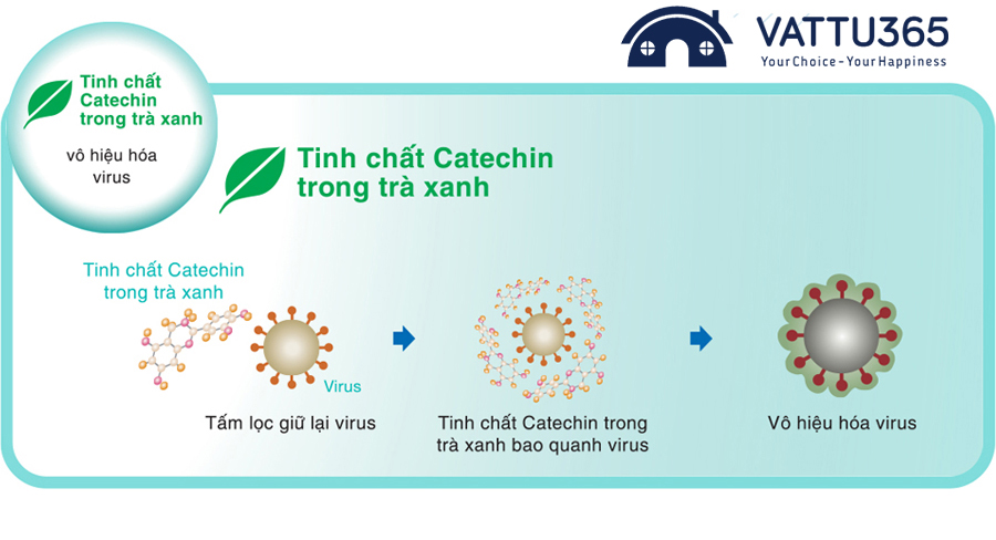 Tinh chất Catechin bao quanh và vô hiệu hóa virus